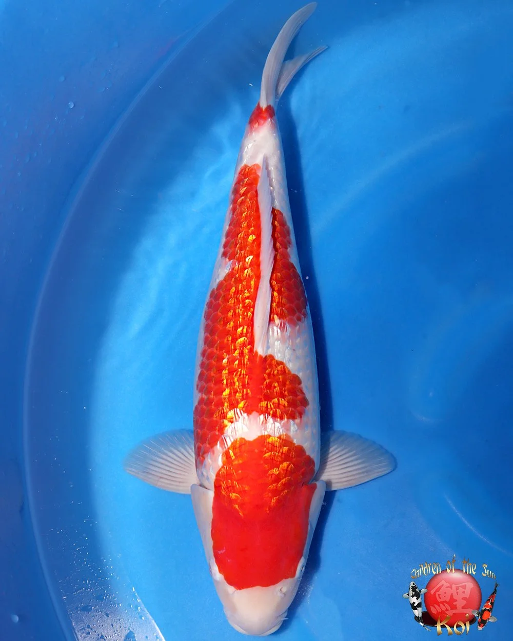 kohaku Kohaku Koi - koi #x1114n007 - Murata Koi Farm